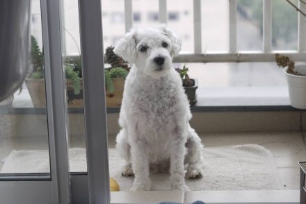 5 tipos de cães ideais para quem vai morar em apartamento
